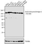 EEA1 Antibody in Western Blot (WB)