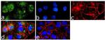 Caveolin 1 Antibody in Immunocytochemistry (ICC/IF)