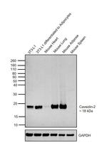 Caveolin 2 Antibody