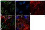 Caveolin 2 Antibody in Immunocytochemistry (ICC/IF)