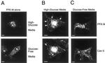 Caveolin 3 Antibody in Immunocytochemistry (ICC/IF)