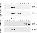 Caveolin 3 Antibody in Western Blot (WB)