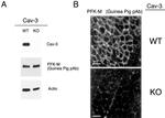 Caveolin 3 Antibody in Western Blot (WB)