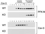 Caveolin 3 Antibody in Western Blot (WB)