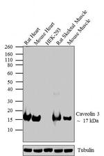 Caveolin 3 Antibody in Western Blot (WB)