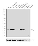 Caveolin 3 Antibody in Western Blot (WB)