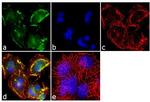 MINT3 Antibody in Immunocytochemistry (ICC/IF)