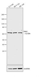 MINT3 Antibody in Western Blot (WB)