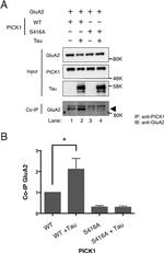 PICK1 Antibody in Western Blot, Immunoprecipitation (WB, IP)