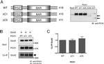 PICK1 Antibody in Western Blot, Immunoprecipitation (WB, IP)