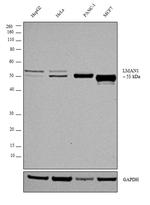 LMAN1 Antibody in Western Blot (WB)