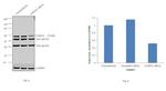 LMAN1 Antibody in Western Blot (WB)