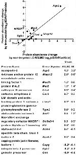 EBP50 Antibody in Western Blot (WB)