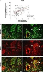 EBP50 Antibody in Immunohistochemistry (Paraffin) (IHC (P))