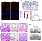 EBP50 Antibody in Immunohistochemistry (Paraffin) (IHC (P))