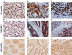 EBP50 Antibody in Immunohistochemistry (Paraffin) (IHC (P))