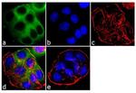 EBP50 Antibody in Immunocytochemistry (ICC/IF)