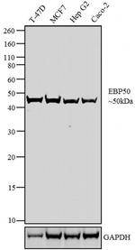 EBP50 Antibody in Western Blot (WB)