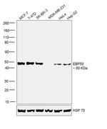 EBP50 Antibody in Western Blot (WB)