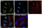 RAC1 Antibody in Immunocytochemistry (ICC/IF)