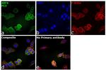 ARF6 Antibody in Immunocytochemistry (ICC/IF)