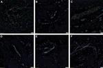 SOX2 Antibody in Immunohistochemistry (Paraffin) (IHC (P))