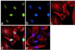 KLF4 Antibody in Immunocytochemistry (ICC/IF)