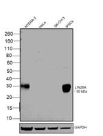 LIN28A Antibody in Western Blot (WB)