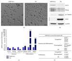 Nanog Antibody in Western Blot (WB)