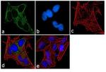 GNAI1/GNAI2 Antibody in Immunocytochemistry (ICC/IF)