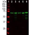 NEFL Antibody in Western Blot (WB)