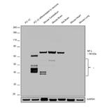 NEFL Antibody in Western Blot (WB)