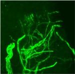 NF-H Antibody in Immunohistochemistry (Frozen) (IHC (F))