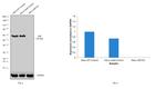 Vimentin Antibody in Western Blot (WB)