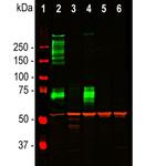 Vimentin Antibody in Western Blot (WB)