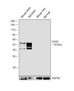 GFAP Antibody in Western Blot (WB)