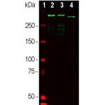 MAP2 Antibody in Western Blot (WB)