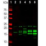 MBP Antibody in Western Blot (WB)