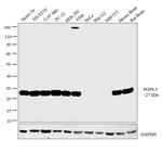 PGP9.5 Antibody