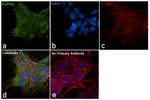 PGP9.5 Antibody in Immunocytochemistry (ICC/IF)