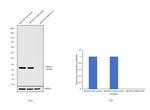 PGP9.5 Antibody in Western Blot (WB)