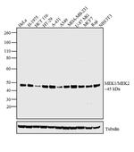 MEK1/MEK2 Antibody in Western Blot (WB)