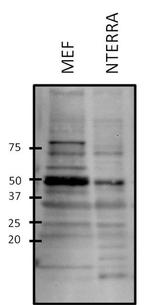 GATA2 Antibody in Western Blot (WB)