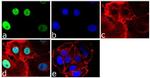 GATA3 Antibody in Immunocytochemistry (ICC/IF)