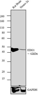 S1P1 Antibody in Western Blot (WB)