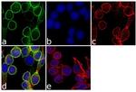 Ghrelin Antibody in Immunocytochemistry (ICC/IF)