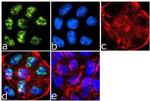 Phospho-IRS1 (Ser307) Antibody in Immunocytochemistry (ICC/IF)