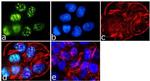 IRS1 Antibody in Immunocytochemistry (ICC/IF)