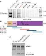 IRS1 Antibody in Western Blot (WB)