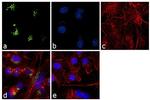 TGN46 Antibody in Immunocytochemistry (ICC/IF)